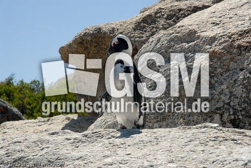 Brillenpinguin (37 von 148).jpg